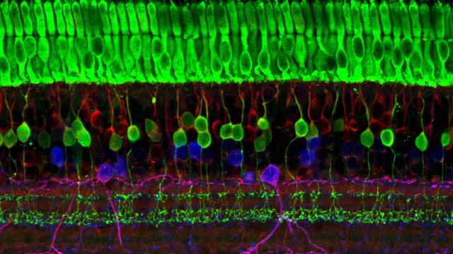 Rows of glowing green, red and blue nerve cells in the layers of the retina